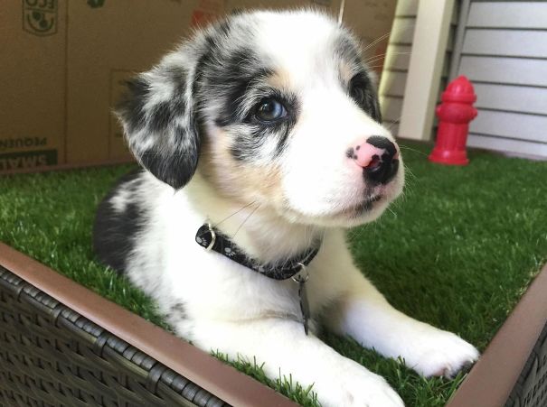 Corgi mix puppy with a spotted coat lying on grass, showcasing a delightful blend of breeds.