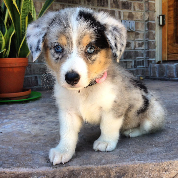 Corgi mix puppy with striking blue eyes sitting on a porch, showcasing the adorable mix of breeds.