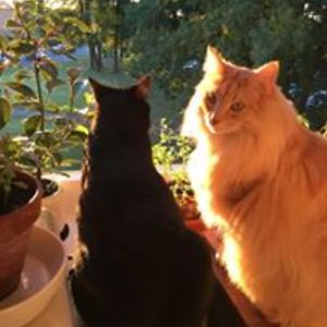 louisemunkaakesson avatar