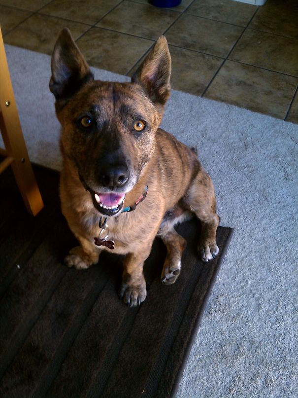 Brindle dog with pointy ears, a mix of Corgi and another breed, sitting on a carpeted floor.