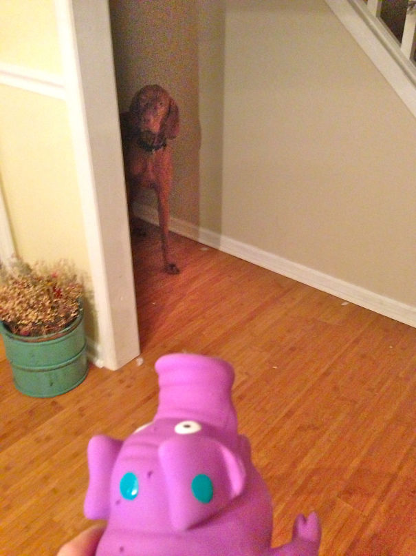 65 Lbs Of Dog Afraid Of 3 Ounces Of Squeaky Pig