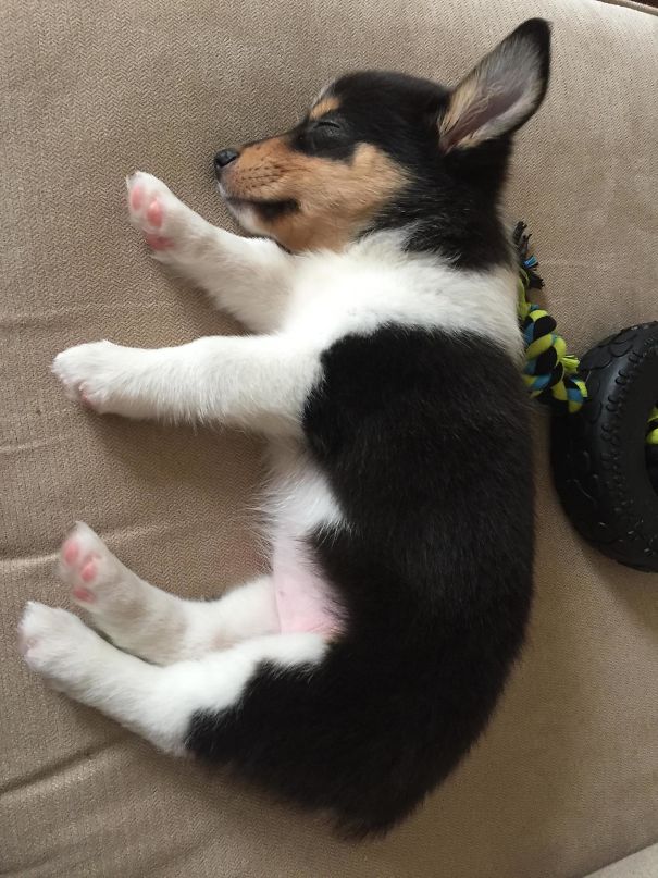 Corgi mixed breed puppy sleeping on a sofa, showcasing its fluffy fur and adorable small paws.
