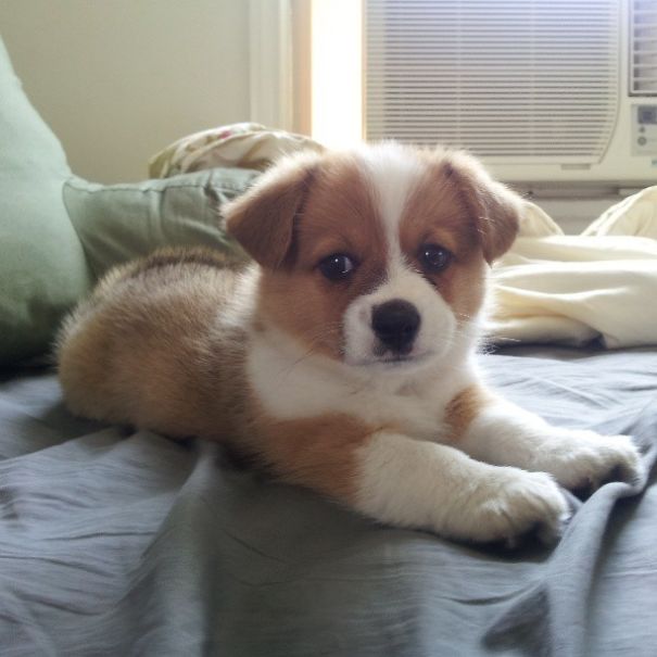 Adorable Corgi mix puppy lying on a bed, showcasing a delightful blend of breeds.