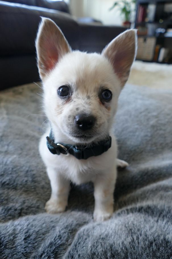 Corgi mix puppy with big ears sitting on a gray blanket.