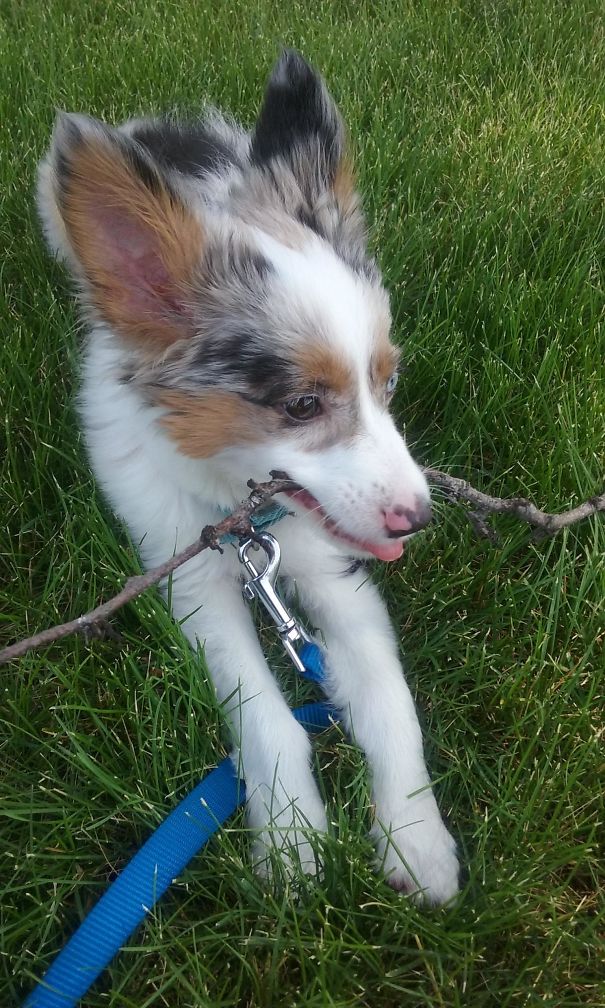 Corgi mix puppy playing with a stick on green grass, showcasing its adorable features and colorful fur pattern.