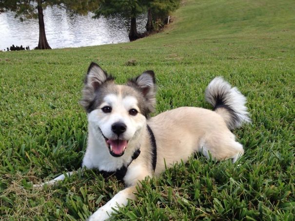 Corgi mix dog lying on grass near a pond, showcasing a unique blend of features from different breeds.