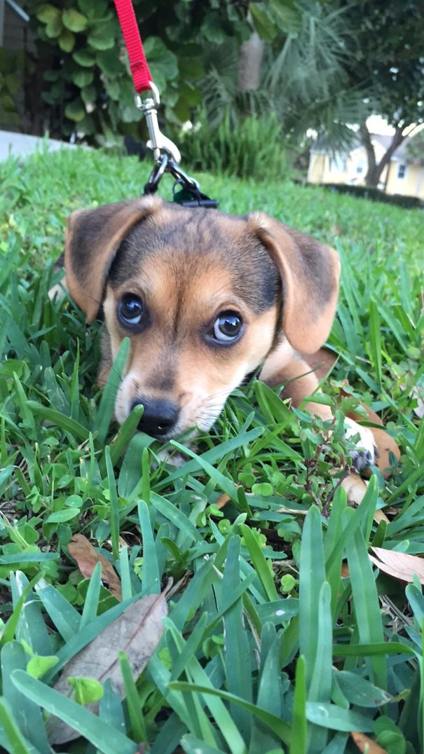 Adorable Corgi mix puppy lying in grass, showcasing a blend of breeds with big brown eyes on a red leash.
