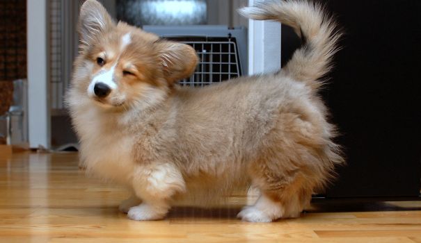 Cute corgi mix with fluffy coat playfully winking while standing on wooden floor.