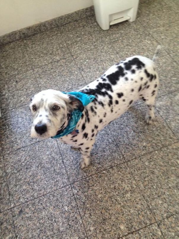 Corgi mixed breed dog with spotted coat wearing a blue bandana stands on a tiled floor.