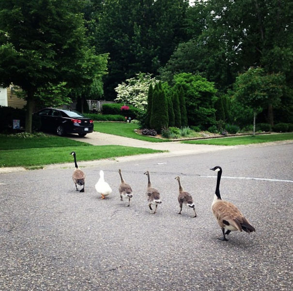 It's Been 2 Weeks And They Still Think I'm One Of Them