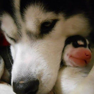 albertocevallos avatar