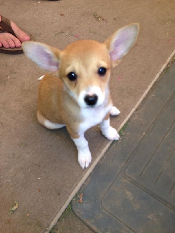 Corgi mix puppy sitting on a rug, showcasing an adorable expression and large ears.