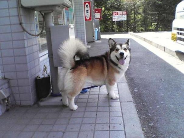 Cute mixed breed Corgi with fluffy tail standing on a sidewalk, showcasing the adorable result of crossbreeding.