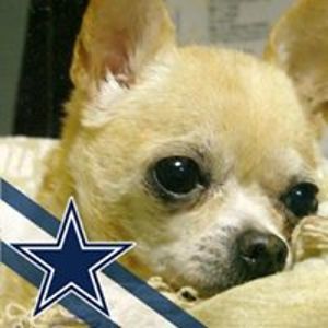 chicken58hawk avatar