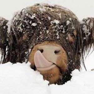 lhccommodities avatar