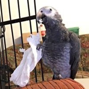 robin_lloyd1956 avatar