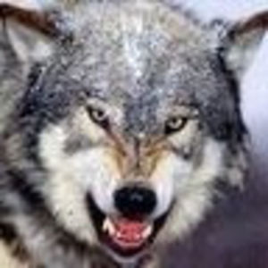 shrutiagarwal_1 avatar