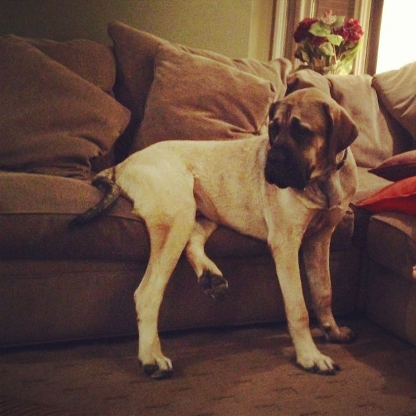 My Dog Is Not Allowed On The Furniture. You Make The Call