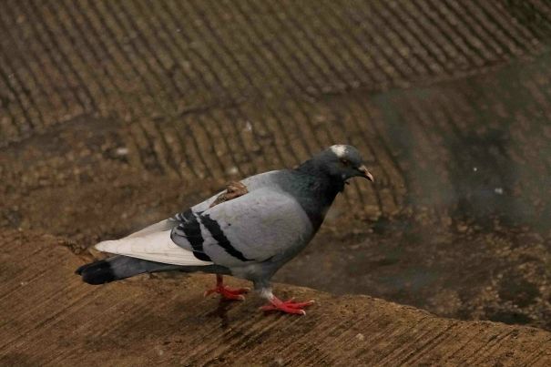 Karma Strikes In Chicago