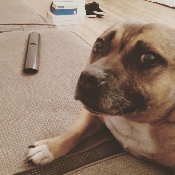 She's Not Allowed To Sit On The Sofa So She Just Leans On It Like This. She's Been Like That For 5 Minutes