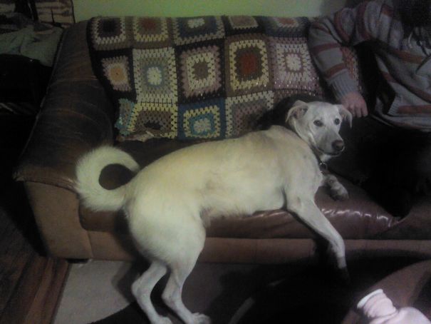 She Knows She's Not Allowed On The Couch, This Is Why She Still Touches The Floor