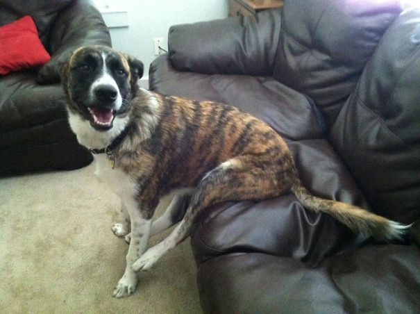 He's Not Allowed On The Couch.. But He Seems To Think This Is Acceptable