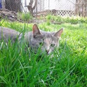 alishapashkovskiy avatar