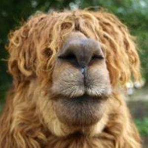 leylton_bertolim avatar