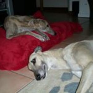 fiandmark2002 avatar