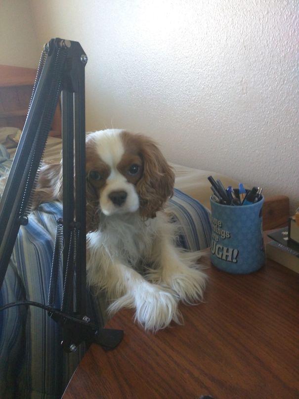 He Knows He's Not Allowed On My Desk