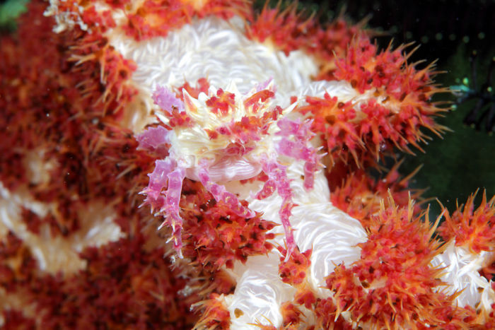 Soft Coral Crab