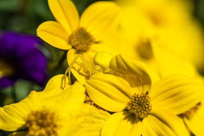 Misumena Vatia Spider