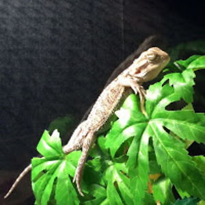 lizardgamer202lizard avatar