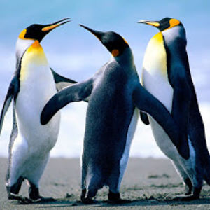 samantharosencrants avatar