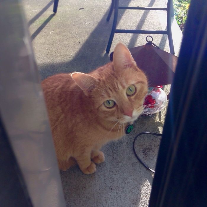 Tried To Call My Cat To The Back Door By Shaking Treats. This Is Not My Cat