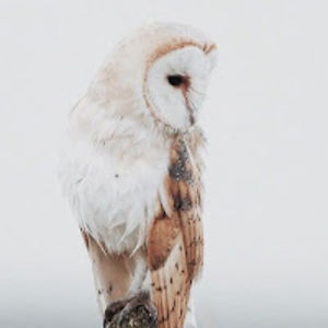 rebeccaemelia avatar