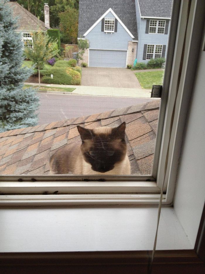 I Heard A Faint Meow From The Other Room... This Is Not My Cat, And I'm On The Second Floor