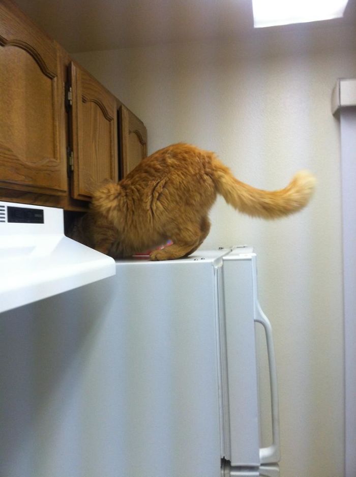 Left The Apartment Door Open For Five Minutes And Came Back To This. Not My Cat