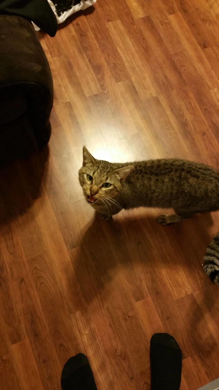 Ninja Level 99. Came Home In The Rain. Found This Guy In Our Kitchen...We Don't Have A Cat