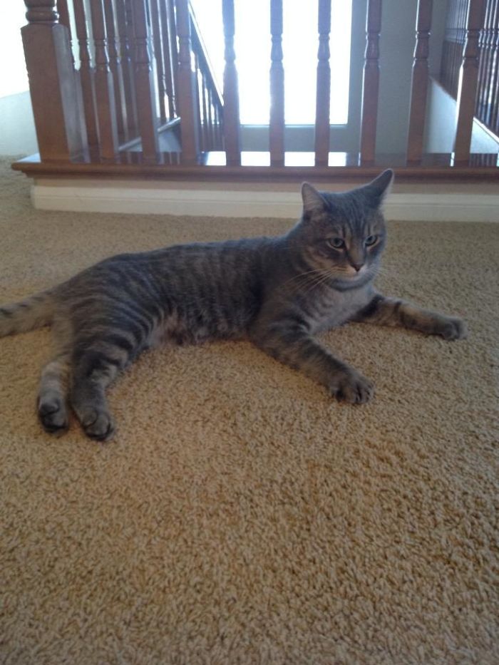 There Is A Cat In My House. I Do Not Own A Cat