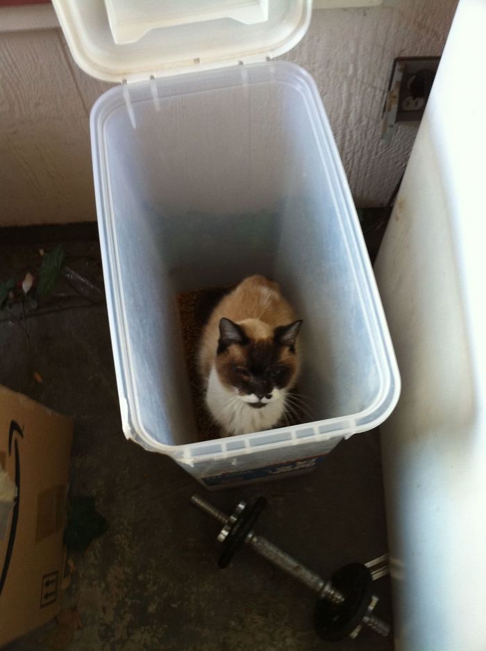 Went To Feed My Cat And This Is What I Found... This Is Not My Cat