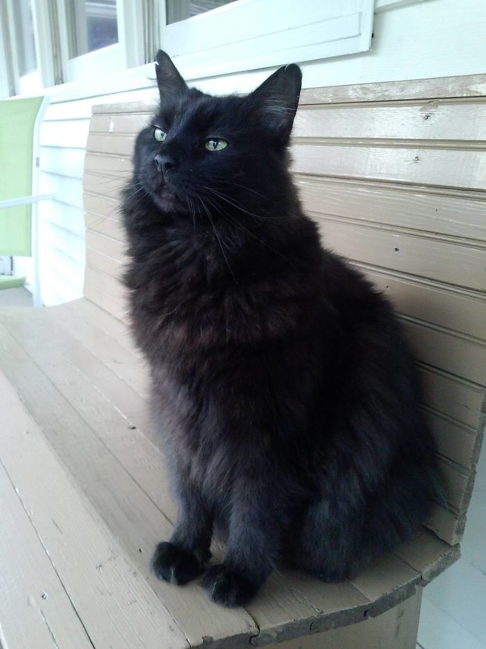 I Don't Have A Cat. Luckily, My Neighborhood Comes With Curbside Cat Service