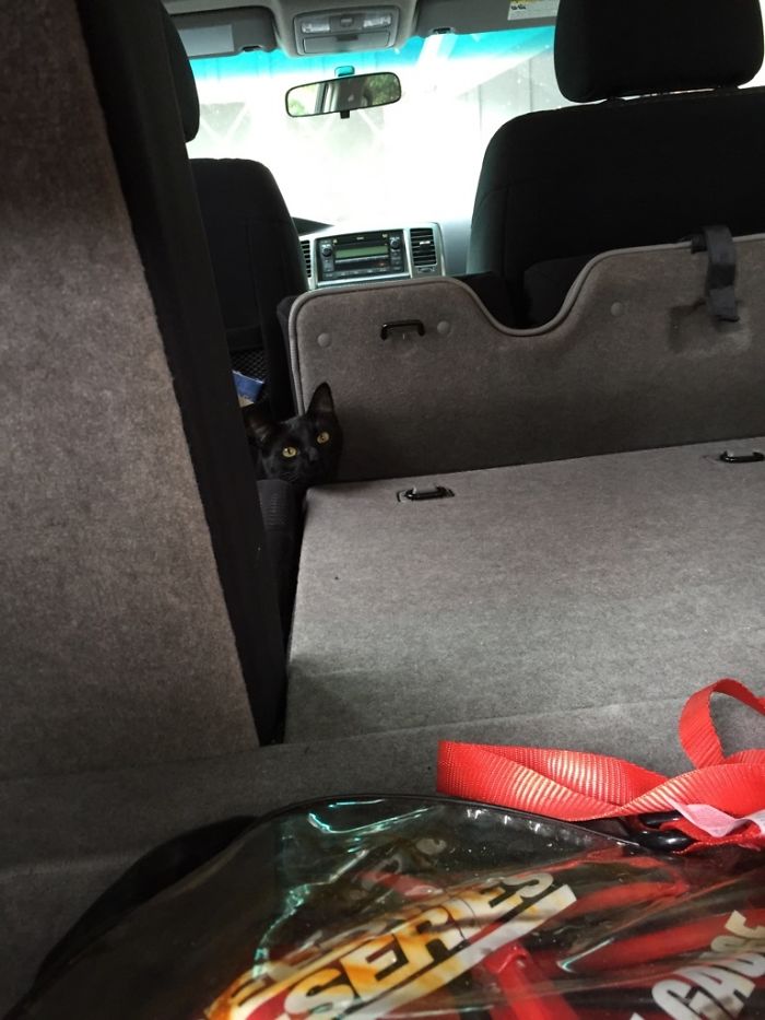 Bringing In Groceries.. See This In My Car.. I Don't Have A Cat