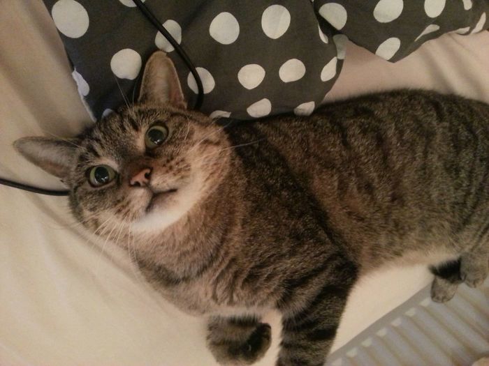 Arrived Home To Find This On My Bed, We Don't Have A Cat....