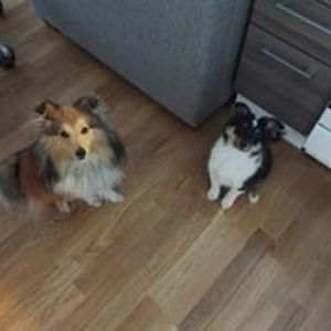 veera_viippola avatar