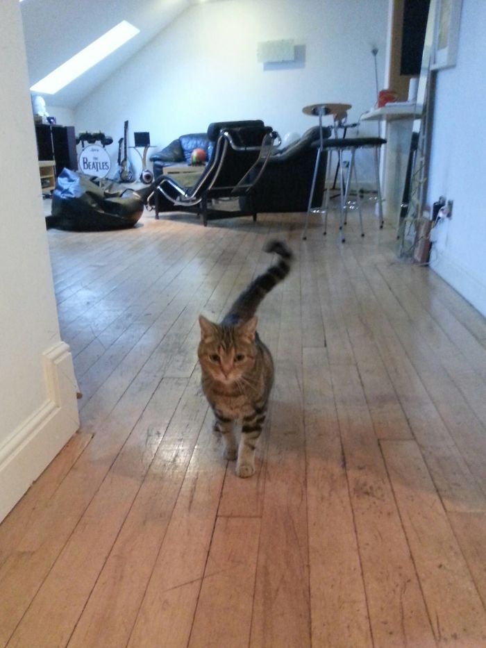 I Just Left My Bedroom And Was Approached By This Guy. I Don't Own A Cat