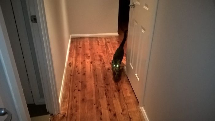 I Got Up At 2.30am To Go To The Bathroom... I Don't Own A Cat And My House Is Completely Closed