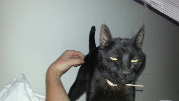 Woke Up To This, I Don't Own A Cat