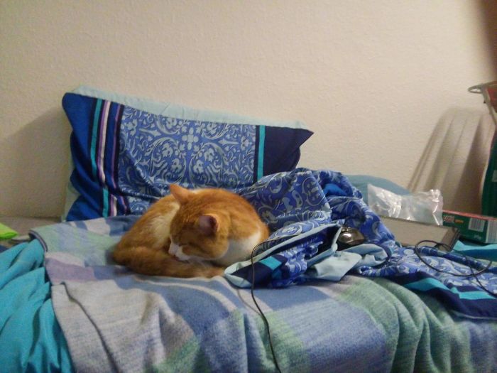 I Come Back To My Room, And The Cat Is On The Bed. I Don't Own A Cat...