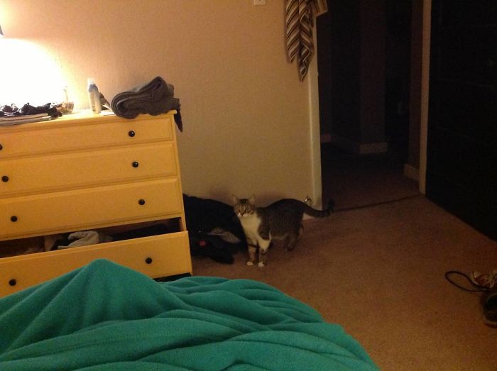 Well Nothing Unusual Here, Except I Don't Own A Cat